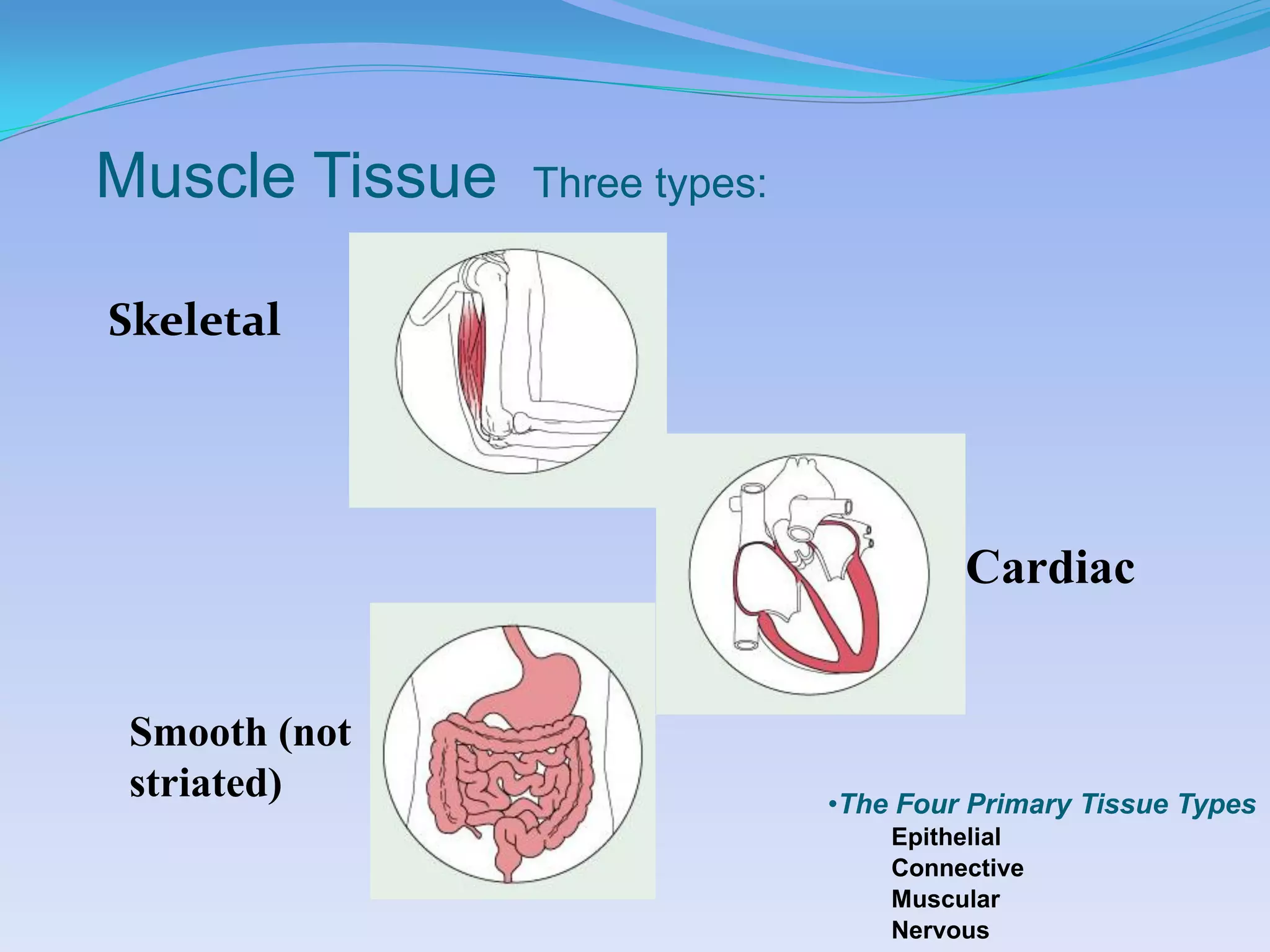 Muscle Tissue   Three types:


Skeletal




                                        Cardiac


 Smooth (not
 striated)                     •The Four Primary Tissue Types
                                   Epithelial
                                   Connective
                                   Muscular
                                   Nervous
 