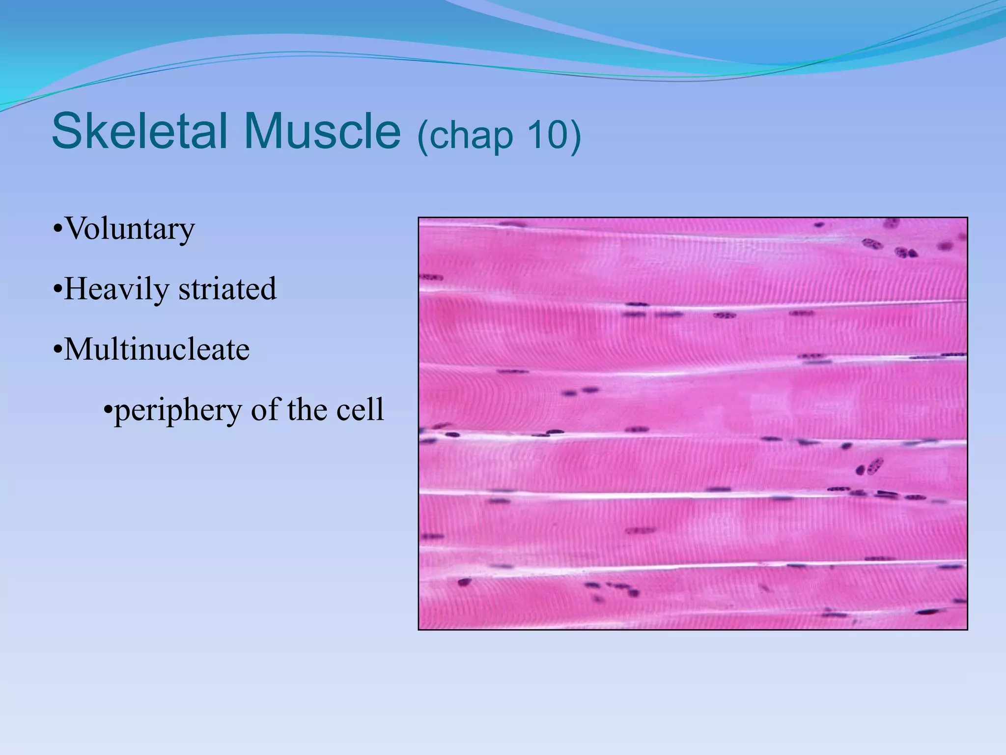 Skeletal Muscle (chap 10)
•Voluntary
•Heavily striated
•Multinucleate
   •periphery of the cell
 