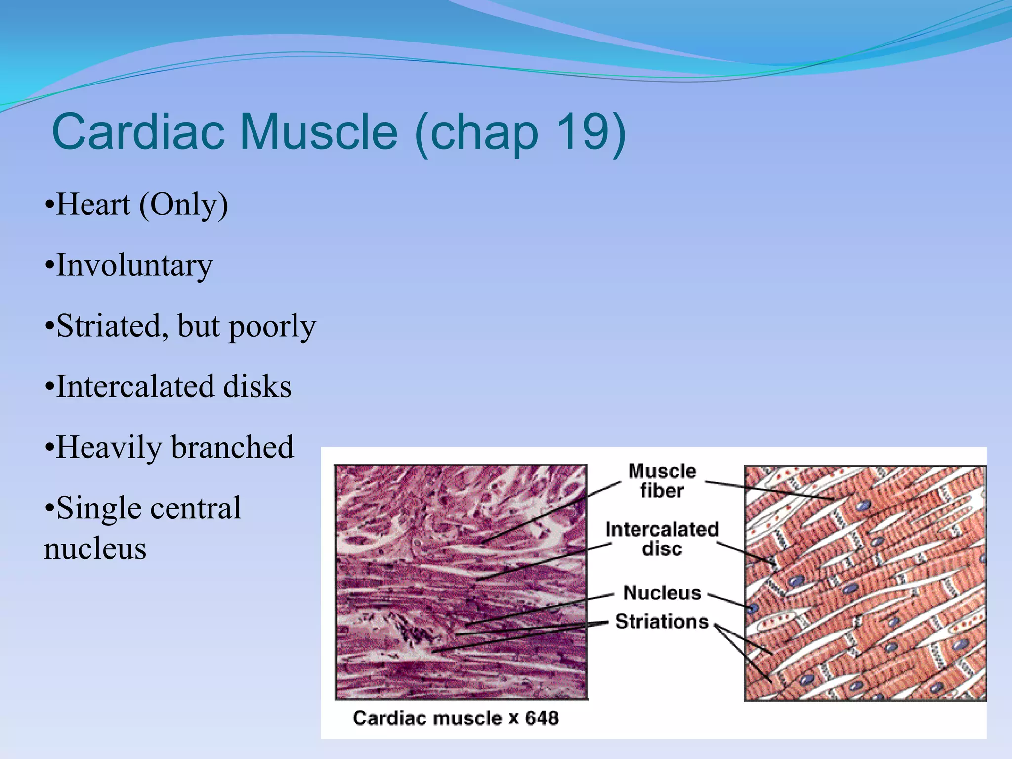 Cardiac Muscle (chap 19)
•Heart (Only)
•Involuntary
•Striated, but poorly
•Intercalated disks
•Heavily branched
•Single central
nucleus
 