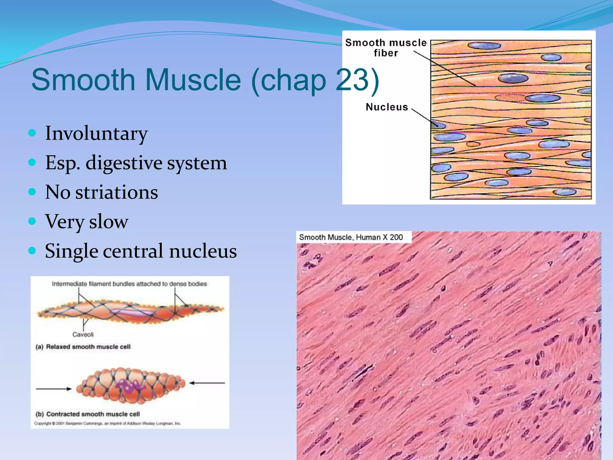 Smooth Muscle (chap 23)
 Involuntary
 Esp. digestive system
 No striations
 Very slow
 Single central nucleus
 
