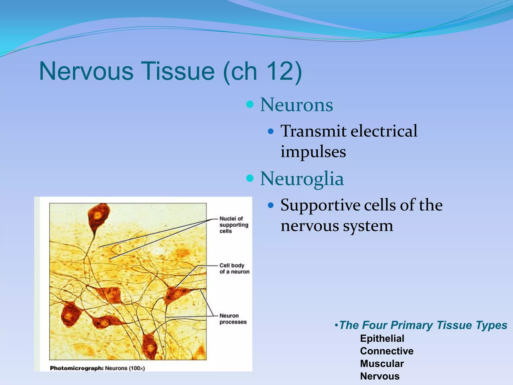 Nervous Tissue (ch 12)
                  Neurons
                    Transmit electrical
                    impulses
                  Neuroglia
                    Supportive cells of the
                    nervous system




                             •The Four Primary Tissue Types
                                 Epithelial
                                 Connective
                                 Muscular
                                 Nervous
 