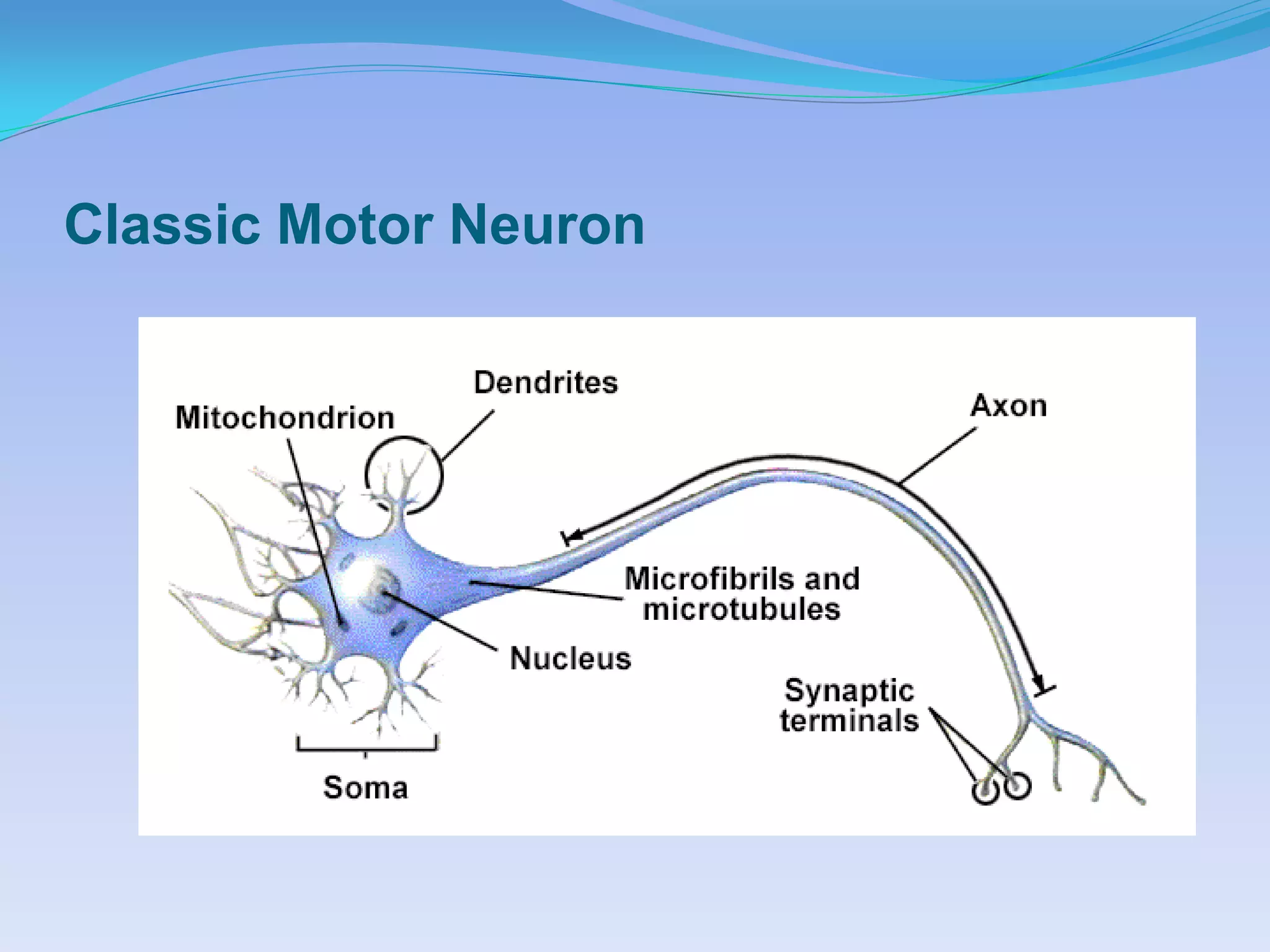 Classic Motor Neuron
 