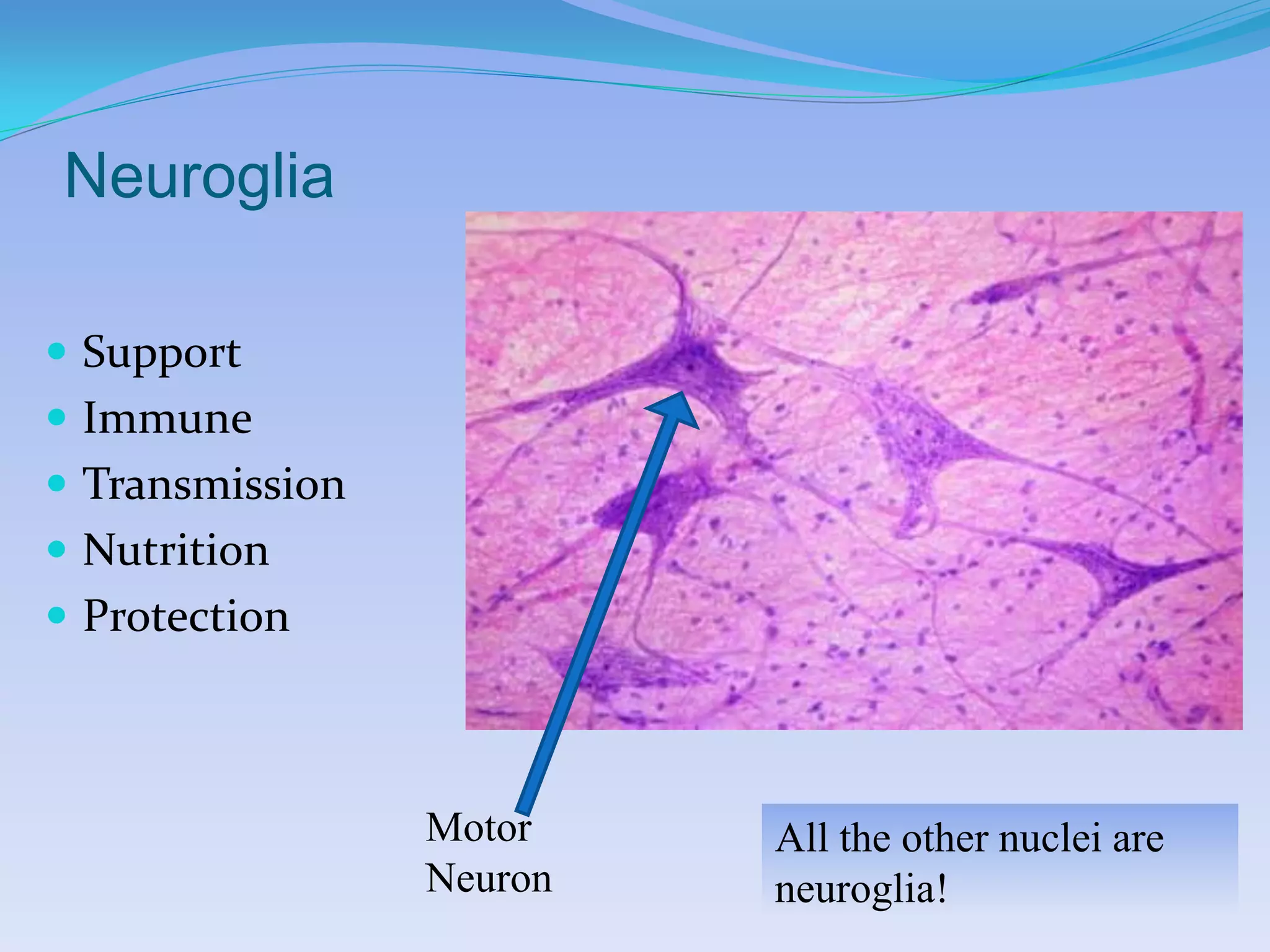 Neuroglia

 Support
 Immune
 Transmission
 Nutrition
 Protection



                 Motor    All the other nuclei are
                 Neuron   neuroglia!
 