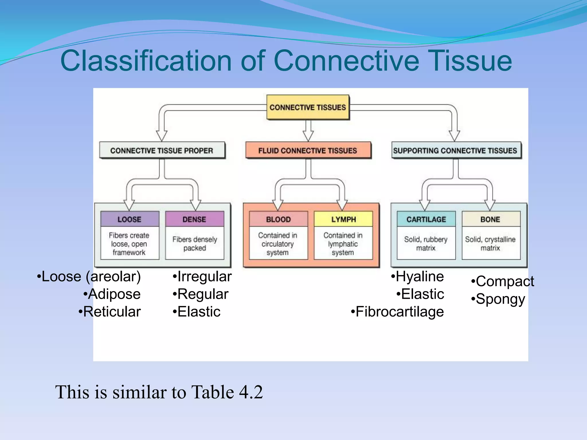 Classification of Connective Tissue




•Loose (areolar)   •Irregular          •Hyaline    •Compact
       •Adipose    •Regular             •Elastic   •Spongy
      •Reticular   •Elastic      •Fibrocartilage




  This is similar to Table 4.2
 