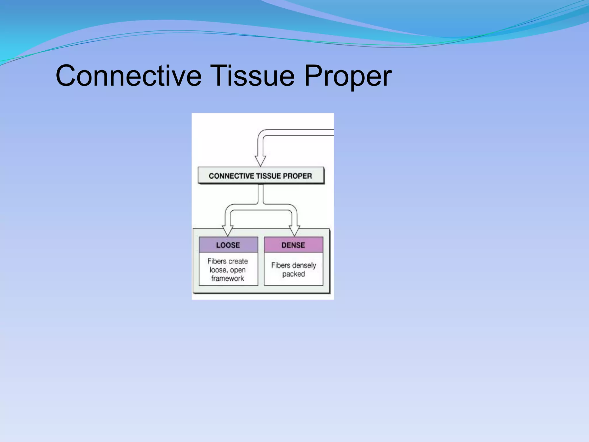 Connective Tissue Proper
 