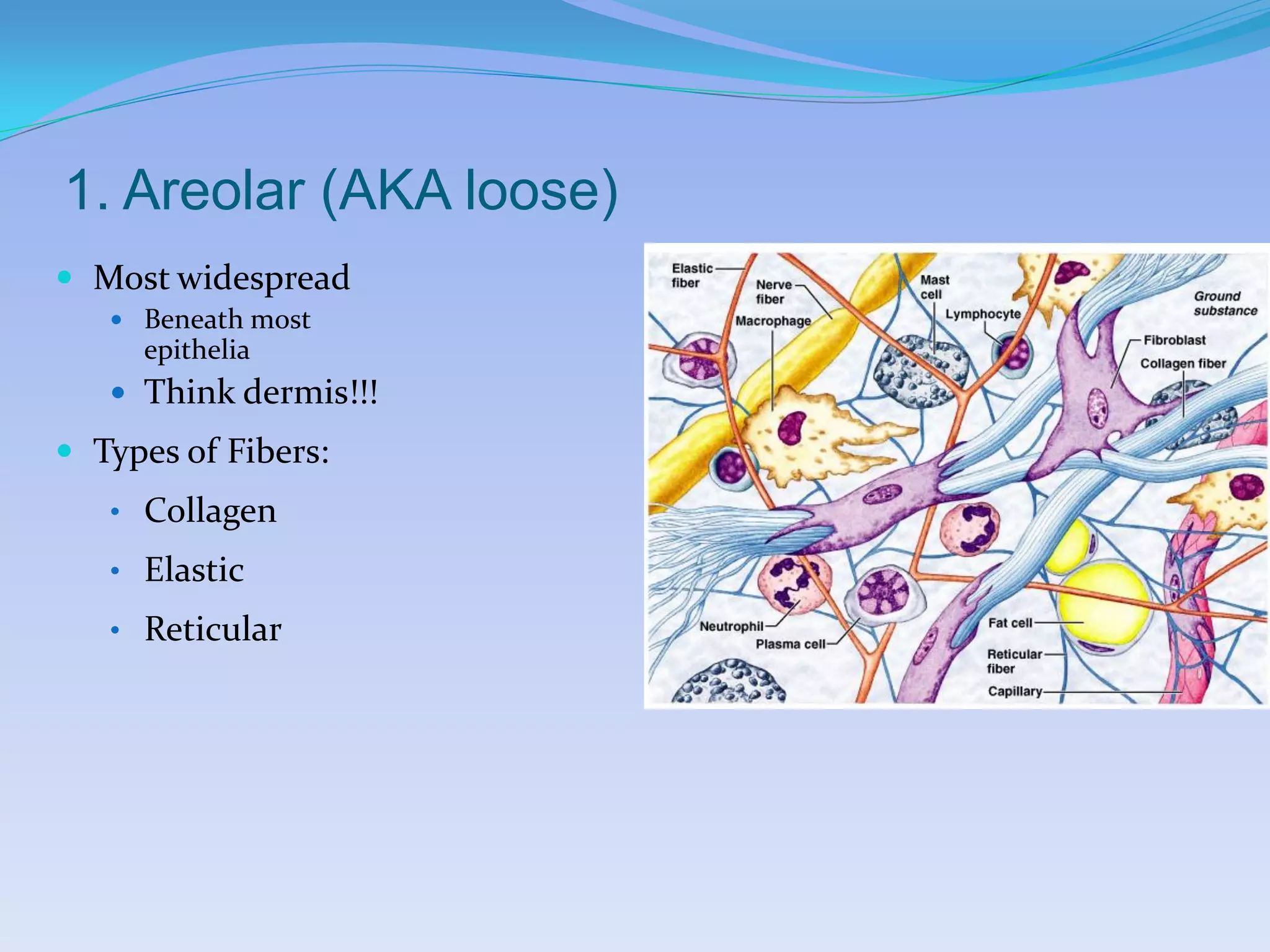 1. Areolar (AKA loose)
 Most widespread
    Beneath most
     epithelia
    Think dermis!!!
 Types of Fibers:
   • Collagen
   • Elastic
   • Reticular
 