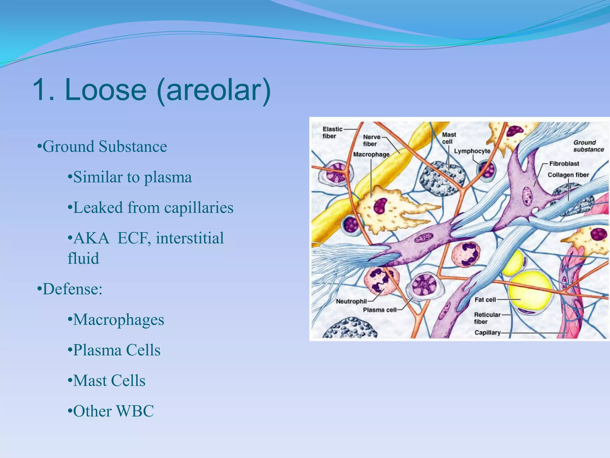 1. Loose (areolar)
•Ground Substance
    •Similar to plasma
    •Leaked from capillaries
    •AKA ECF, interstitial
    fluid
•Defense:
    •Macrophages
    •Plasma Cells
    •Mast Cells
    •Other WBC
 