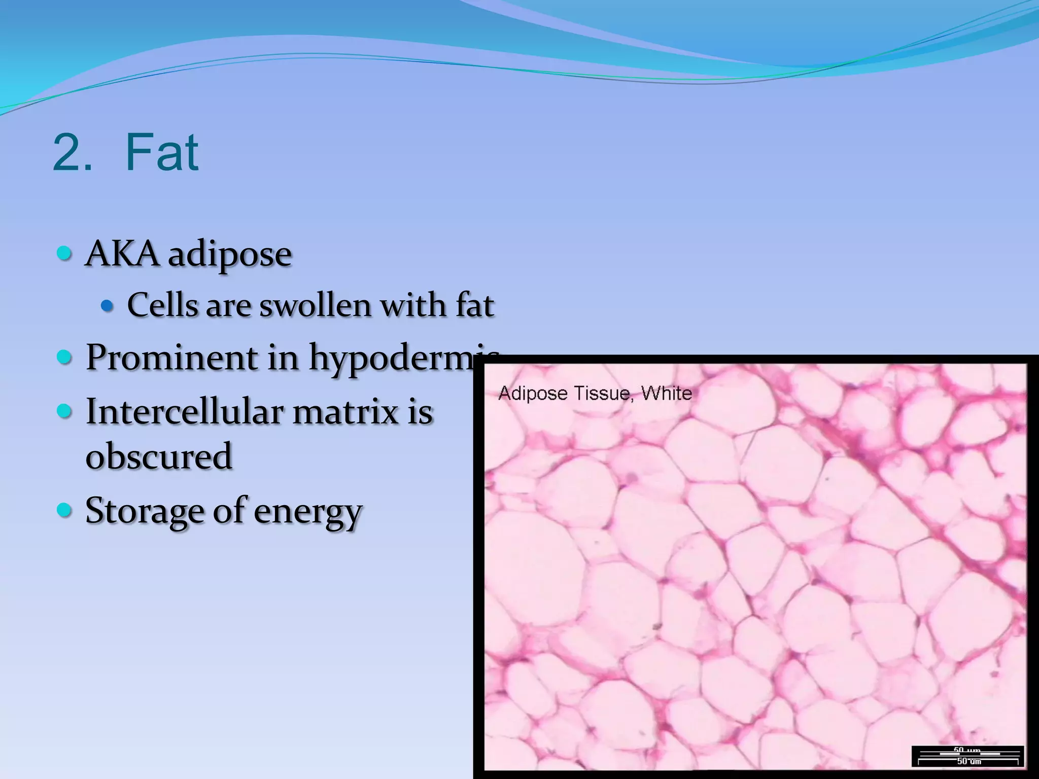 2. Fat
 AKA adipose
    Cells are swollen with fat
 Prominent in hypodermis
 Intercellular matrix is
  obscured
 Storage of energy
 