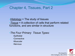 Chapter 4, Tissues, Part 2

•Histology = The study of tissues
•Tissue = A collection of cells that perform related
functions, and are similar in structure

•The Four Primary Tissue Types:
   •Epithelial
   •Connective
   •Muscular
   •Nervous



                                                Developed by
                                    John Gallagher, MS, DVM
 