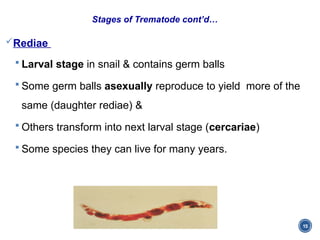 Chapter 4 Trematodes (blood Flukes).pptx