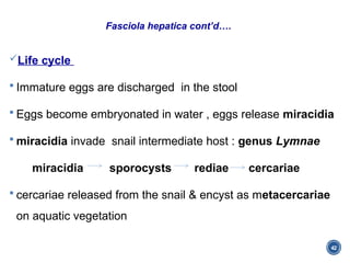 Chapter 4 Trematodes (blood Flukes).pptx