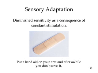 Sensory Adaptation Diminished sensitivity as a consequence of constant stimulation. Put a band aid on your arm and after awhile you don’t sense it. 