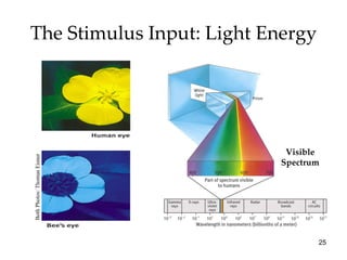 The Stimulus Input: Light Energy Visible Spectrum Both Photos: Thomas Eisner 