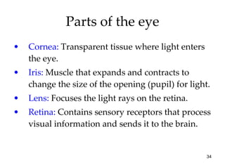 Parts of the eye Cornea:  Transparent tissue where light enters the eye. Iris:  Muscle that expands and contracts to change the size of the opening (pupil) for light. Lens:  Focuses the light rays on the retina. Retina:  Contains sensory receptors that process visual information and sends it to the brain. 