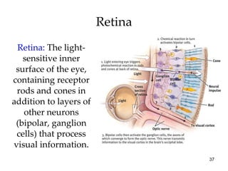 Retina Retina:  The light-sensitive inner surface of the eye, containing receptor rods and cones in addition to layers of other neurons (bipolar, ganglion cells) that process visual information. 