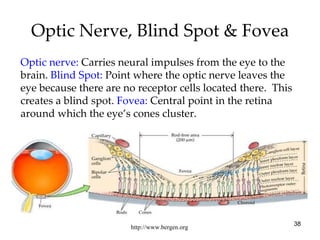 Optic Nerve, Blind Spot & Fovea http://www.bergen.org Optic nerve:  Carries neural impulses from the eye to the brain.  Blind Spot:  Point where the optic nerve leaves the eye because there are no receptor cells located there.  This creates a blind spot.  Fovea:  Central point in the retina around which the eye’s cones cluster. 