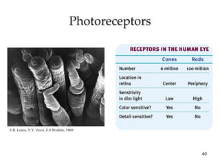 Photoreceptors E.R. Lewis, Y.Y. Zeevi, F.S Werblin, 1969 