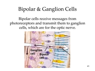 Bipolar & Ganglion Cells Bipolar cells receive messages from photoreceptors and transmit them to ganglion cells, which are for the optic nerve. 