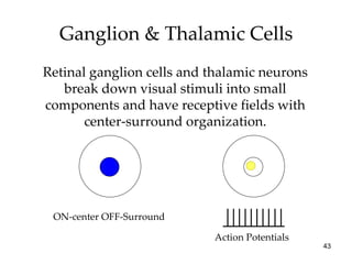 Ganglion & Thalamic Cells Retinal ganglion cells and thalamic neurons break down visual stimuli into small components and have receptive fields with center-surround organization. Action Potentials ON-center OFF-Surround 