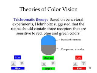 Theories of Color Vision Trichromatic theory:  Based on behavioral experiments, Helmholtz suggested that the retina should contain three receptors that are sensitive to red, blue and green colors. Blue Green Red Medium Low Max Standard stimulus Comparison stimulus 