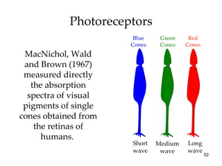 Photoreceptors Red Cones Green Cones Long wave Medium wave Short wave MacNichol, Wald and Brown (1967) measured directly the absorption spectra of visual pigments of single cones obtained from the retinas of humans.  Blue Cones 