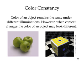 Color Constancy Color of an object remains the same under different illuminations. However, when context changes the color of an object may look different. R. Beau Lotto at University College, London 