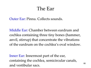 The Ear Outer Ear:  Pinna.   Collects sounds. Middle Ear:   Chamber between eardrum and cochlea containing three tiny bones (hammer, anvil, stirrup) that concentrate the vibrations of the eardrum on the cochlea’s oval window. Inner Ear:   Innermost part of the ear, containing the cochlea, semicircular canals, and vestibular sacs. 