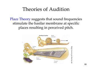 Theories of Audition Place Theory   suggests that sound frequencies stimulate the basilar membrane at specific places resulting in perceived pitch. http://www.pc.rhul.ac.uk 