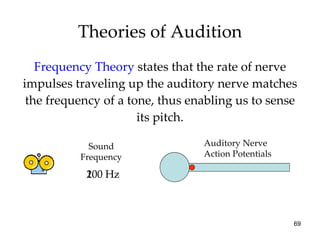 Theories of Audition Frequency Theory   states that the rate of nerve impulses traveling up the auditory nerve matches the frequency of a tone, thus enabling us to sense its pitch. Sound Frequency Auditory Nerve Action Potentials 100 Hz 200 Hz 