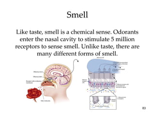 Smell Like taste, smell is a chemical sense. Odorants enter the nasal cavity to stimulate 5 million receptors to sense smell. Unlike taste, there are many different forms of smell. 