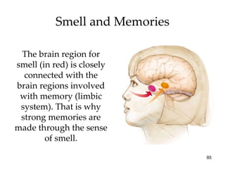 Smell and Memories The brain region for smell (in red) is closely connected with the brain regions involved with memory (limbic system). That is why strong memories are made through the sense of smell. 