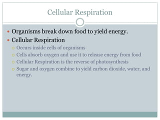 Cellular RespirationOrganisms break down food to yield energy.Cellular RespirationOccurs inside cells of organismsCells absorb oxygen and use it to release energy from foodCellular Respiration is the reverse of photosynthesisSugar and oxygen combine to yield carbon dioxide, water, and energy.