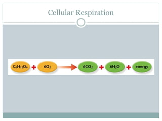 Cellular Respiration