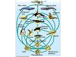 HumansBlue whaleSperm whaleCrabeater sealElephant seal Killer whaleLeopard sealAdelie penguinsEmperor penguinSquidPetrelFishCarnivorous planktonKrillHerbivorous planktonPhytoplankton