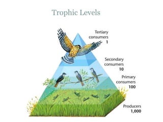 Trophic Levels