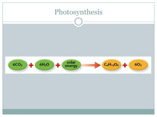 Photosynthesis