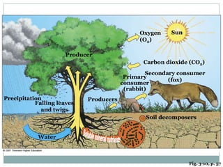 SunOxygen (O2)ProducerCarbon dioxide (CO2)Secondary consumer(fox)Primaryconsumer(rabbit)PrecipitationProducersFalling leaves and twigsSoil decomposersSoluble mineral nutrientsWaterFig. 3-10, p. 57