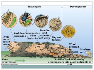 ScavengersDecomposersTermite and carpenter ant workCarpenter ant galleriesBark beetle engravingLong-horned beetle holesDry rot fungusWood reduced to powderMushroomPowder broken down by decomposers into plant nutrients in soilTime progression
