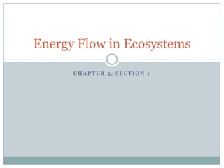 Chapter 5, section 1 Energy Flow in Ecosystems 