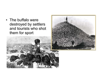 The buffalo were destroyed by settlers and tourists who shot them for sport 