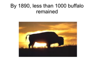 By 1890, less than 1000 buffalo remained 