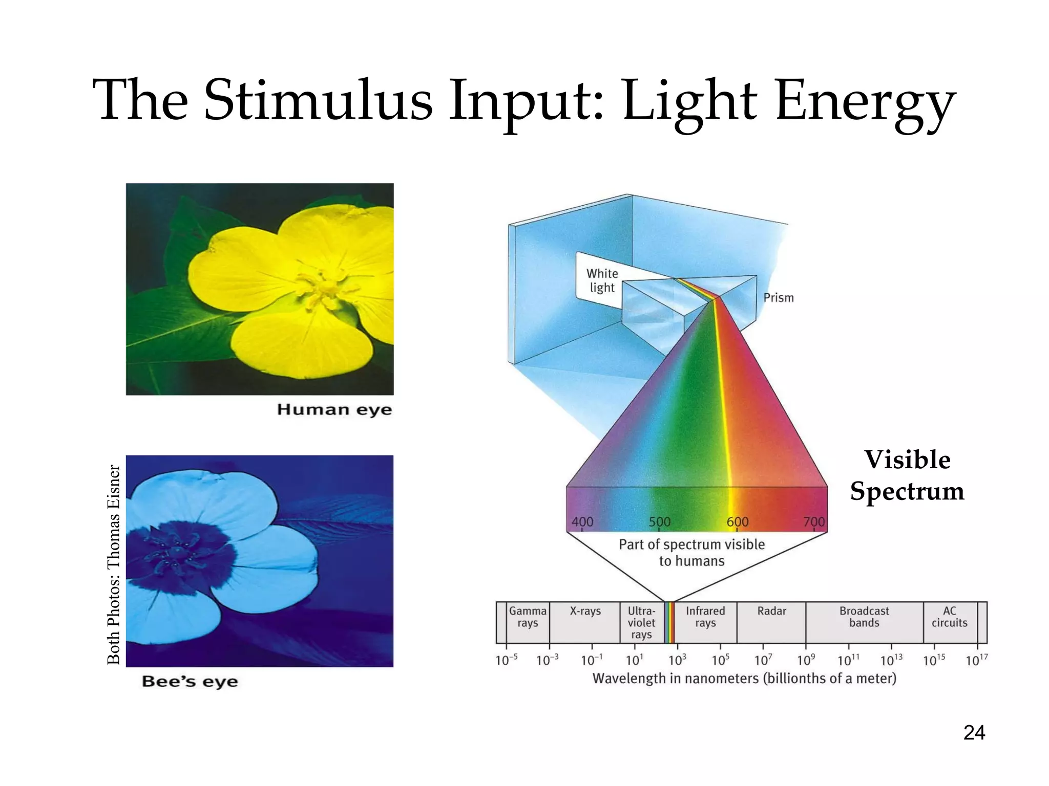 The Stimulus Input: Light Energy Visible Spectrum Both Photos: Thomas Eisner 