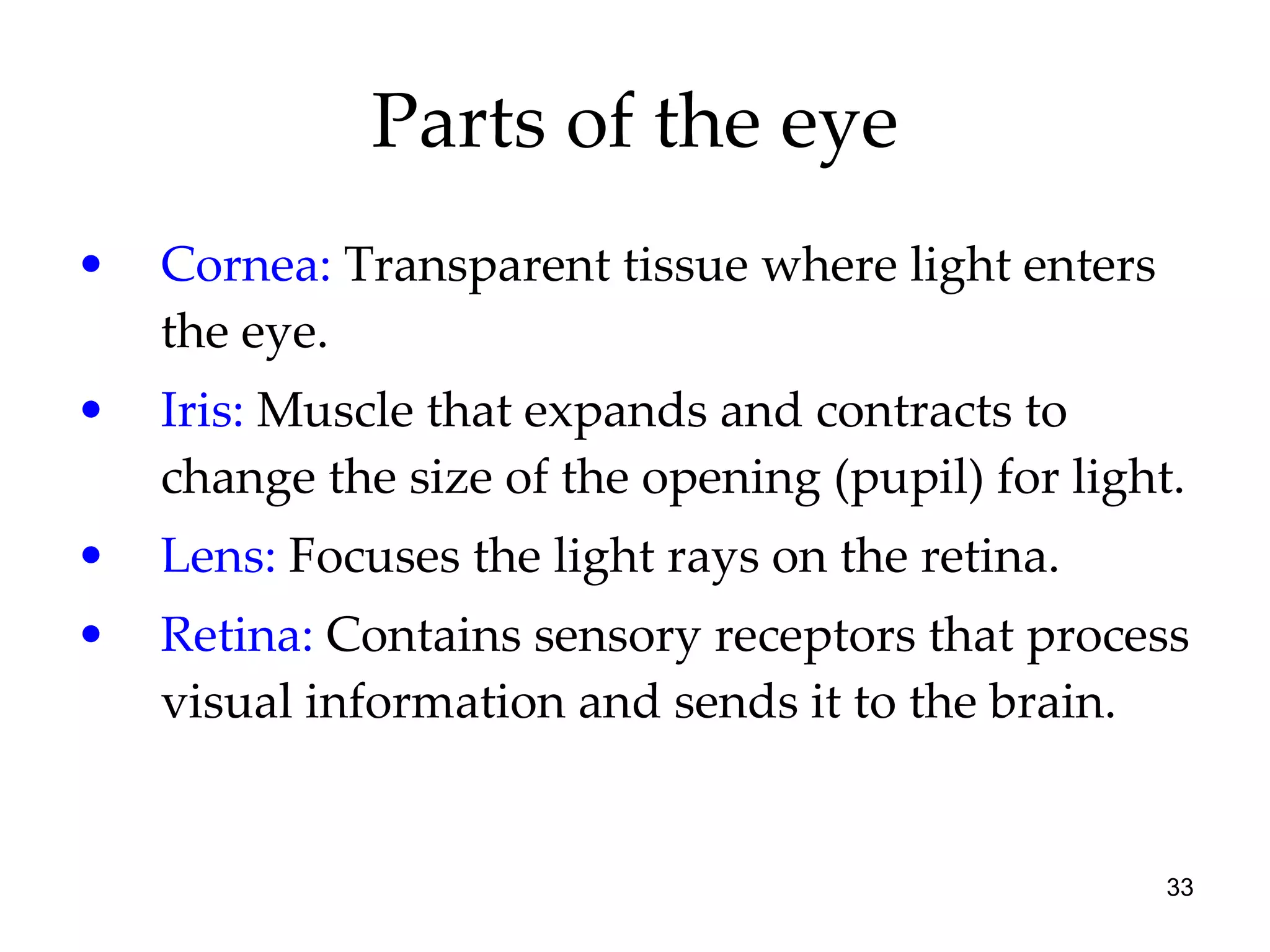 Parts of the eye Cornea:  Transparent tissue where light enters the eye. Iris:  Muscle that expands and contracts to change the size of the opening (pupil) for light. Lens:  Focuses the light rays on the retina. Retina:  Contains sensory receptors that process visual information and sends it to the brain. 