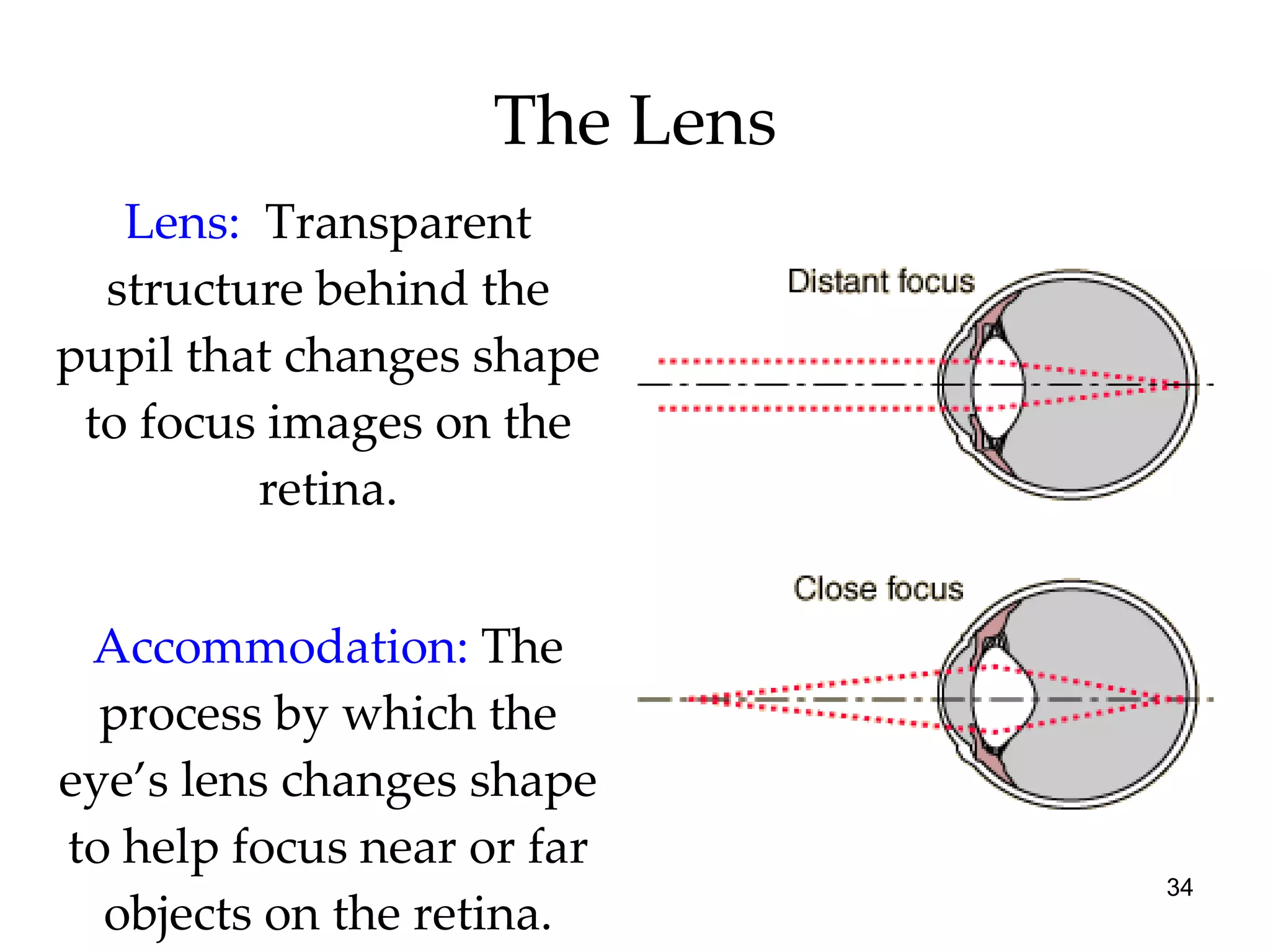 The Lens Lens:   Transparent structure behind the pupil that changes shape to focus images on the retina. Accommodation:  The process by which the eye’s lens changes shape to help focus near or far objects on the retina. 