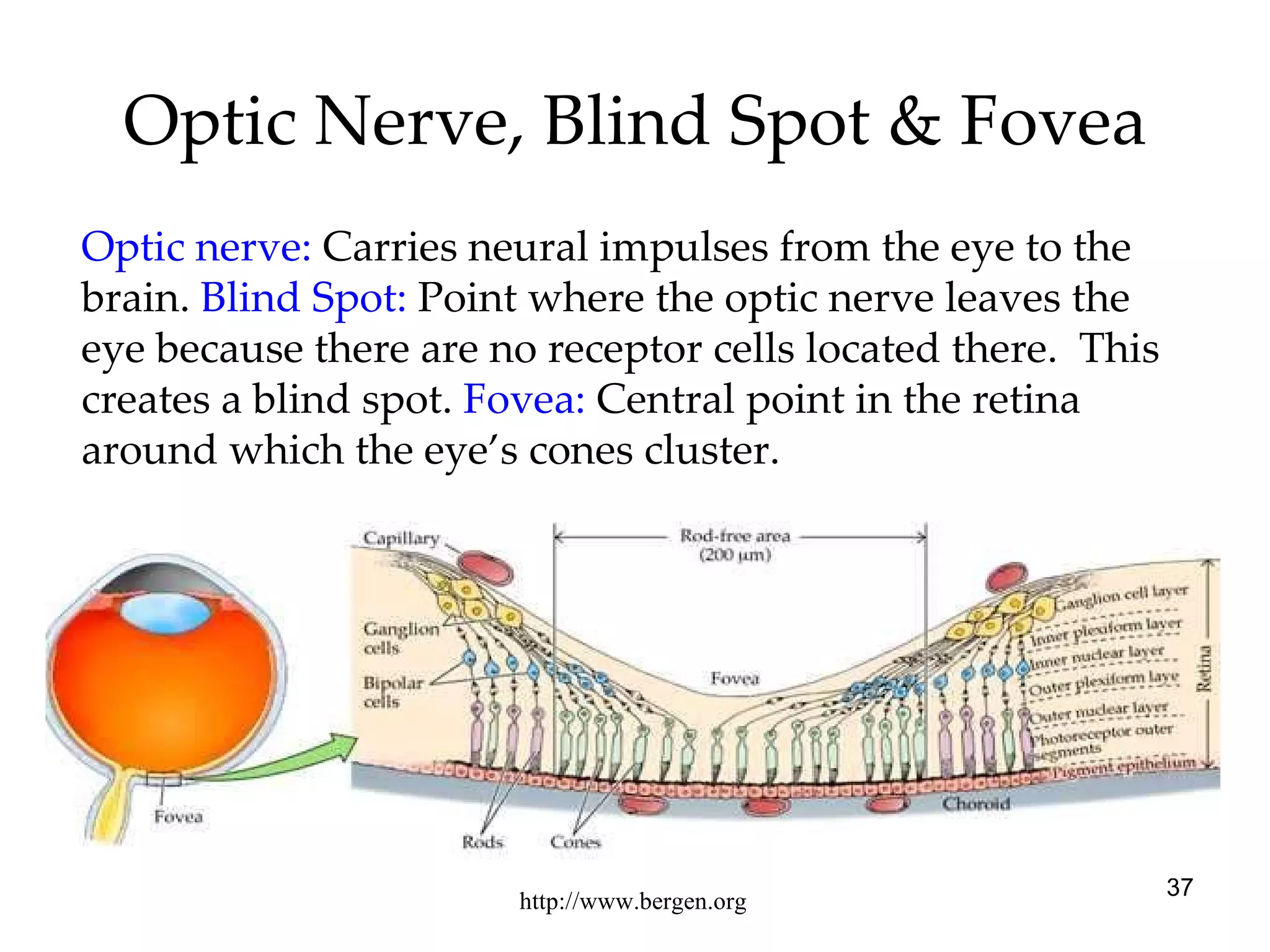 Optic Nerve, Blind Spot & Fovea http://www.bergen.org Optic nerve:  Carries neural impulses from the eye to the brain.  Blind Spot:  Point where the optic nerve leaves the eye because there are no receptor cells located there.  This creates a blind spot.  Fovea:  Central point in the retina around which the eye’s cones cluster. 