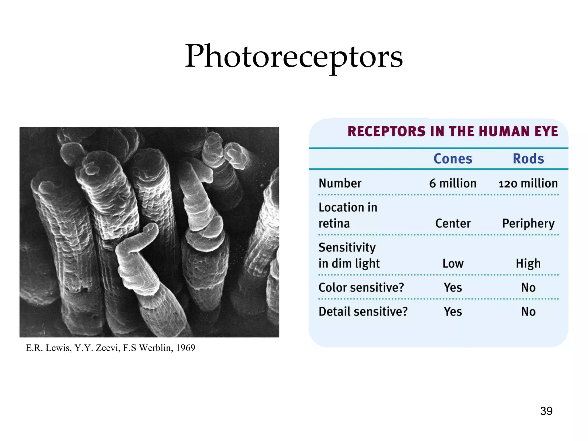 Photoreceptors E.R. Lewis, Y.Y. Zeevi, F.S Werblin, 1969 