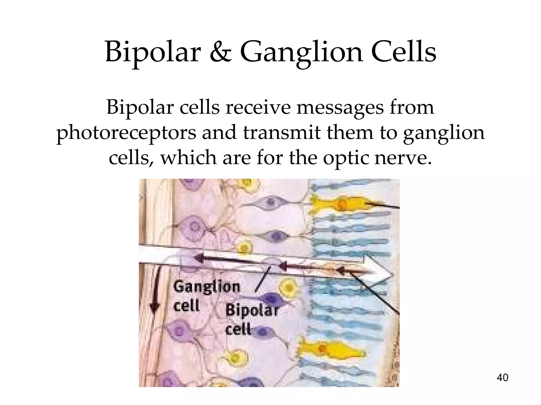 Bipolar & Ganglion Cells Bipolar cells receive messages from photoreceptors and transmit them to ganglion cells, which are for the optic nerve. 