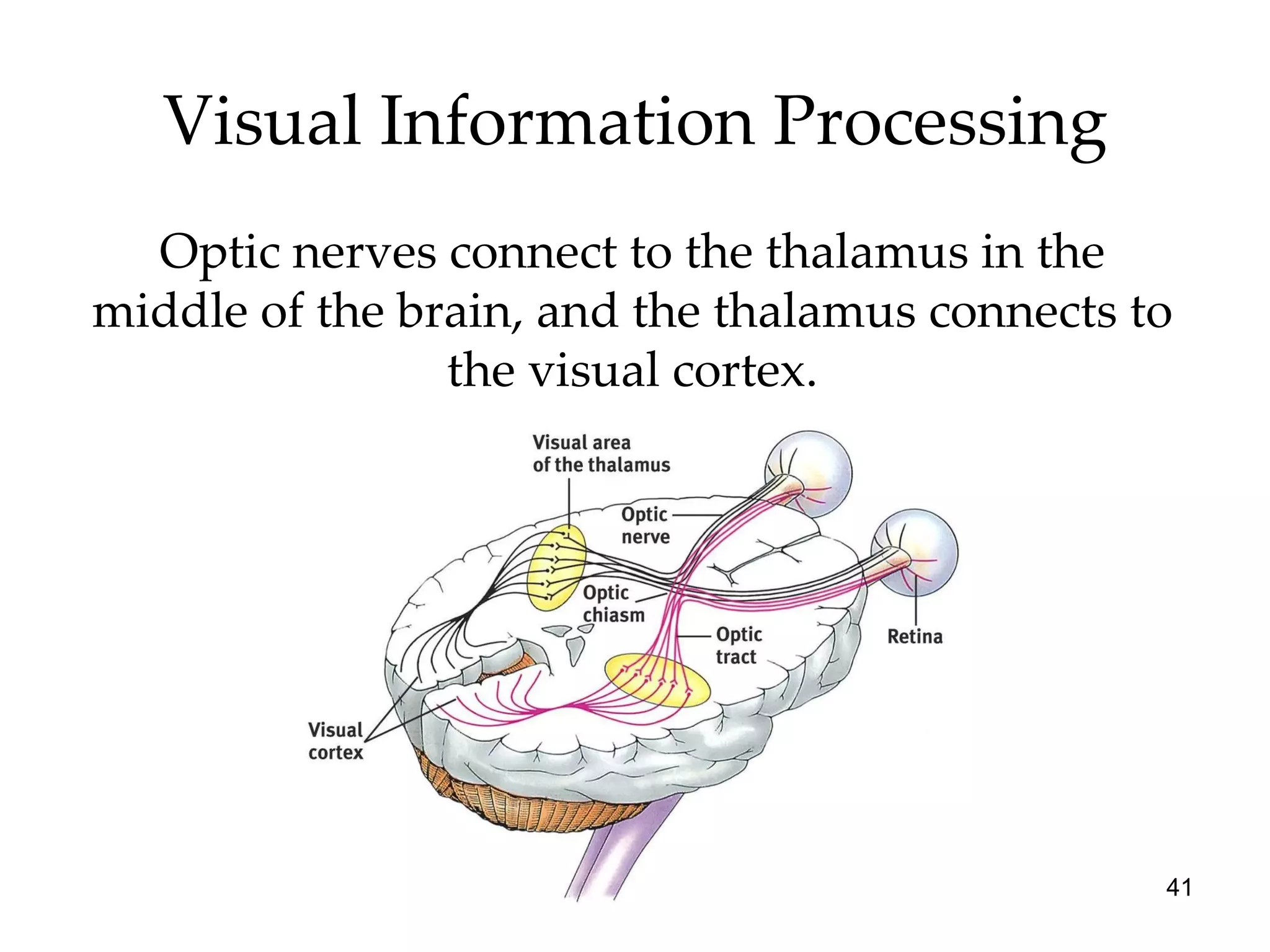 Visual Information Processing Optic nerves connect to the thalamus in the middle of the brain, and the thalamus connects to the visual cortex. 