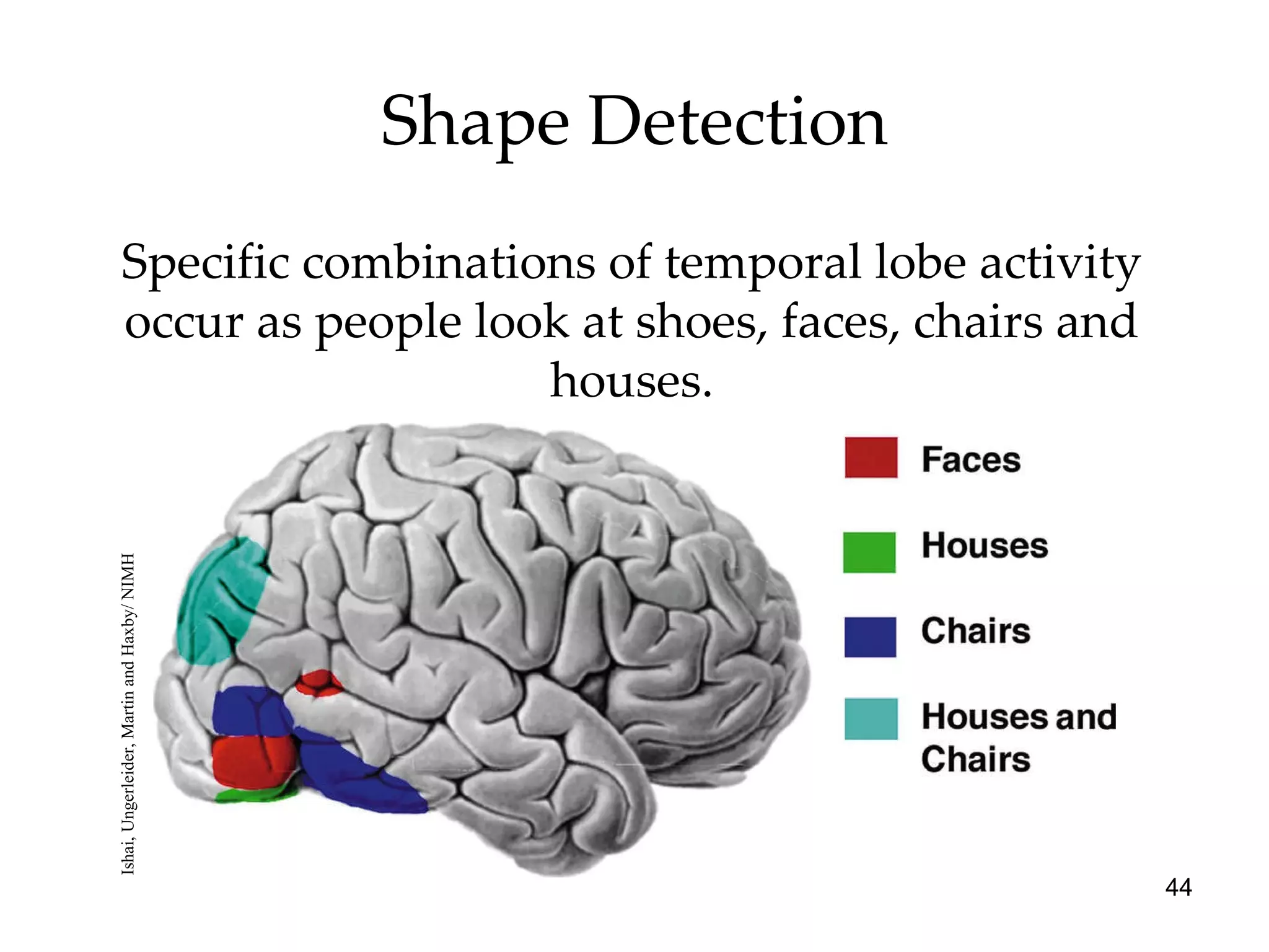 Shape Detection Specific combinations of temporal lobe activity occur as people look at shoes, faces, chairs and houses. Ishai, Ungerleider, Martin and Haxby/ NIMH 