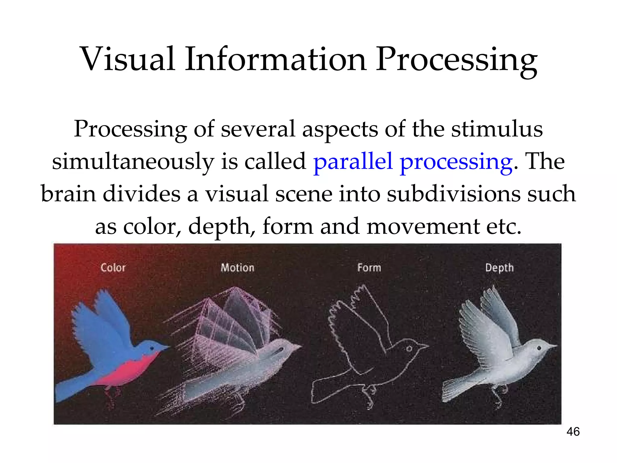 Visual Information Processing Processing of several aspects of the stimulus simultaneously is called  parallel processing . The brain divides a visual scene into subdivisions such as color, depth, form and movement etc. 